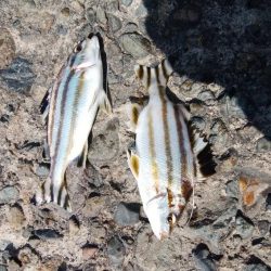 台風接近前の播磨新島釣行