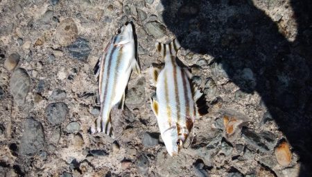 台風接近前の播磨新島釣行