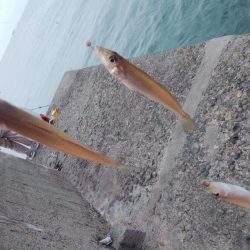 台風通過後の播磨新島釣行