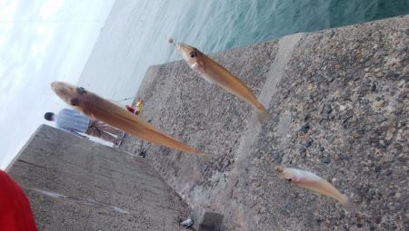 台風通過後の播磨新島釣行