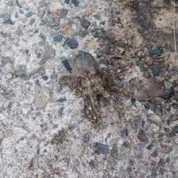 活性が戻り始めた播磨新島釣行