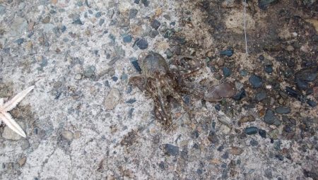 活性が戻り始めた播磨新島釣行