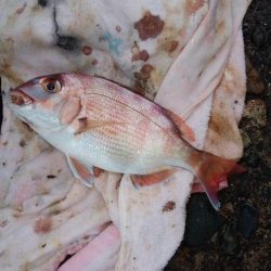 3時間キスのアタリ無い播磨新島釣行