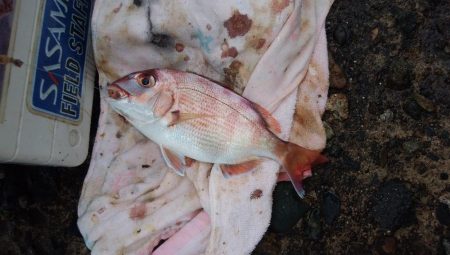 3時間キスのアタリ無い播磨新島釣行