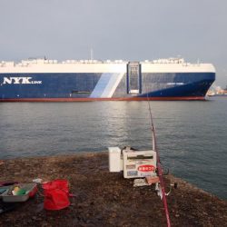 朝から爆釣続く播磨新島釣行