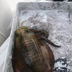 ボートエギング２