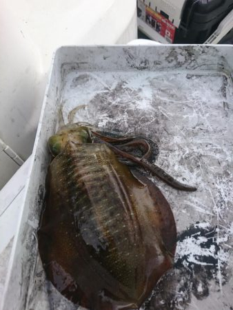 ボートエギング２