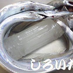 厳しかった～。タチウオ。