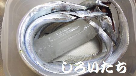 厳しかった～。タチウオ。