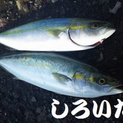 タチウオからのツバス