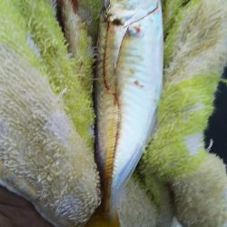 チヌ狙いがいつの間にかアジ釣りに・・・・