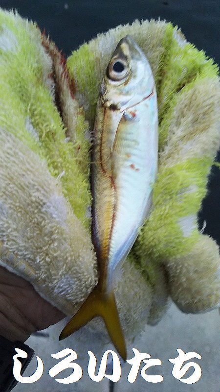 チヌ狙いがいつの間にかアジ釣りに・・・・