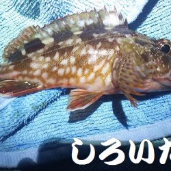 アジ釣りに行く。