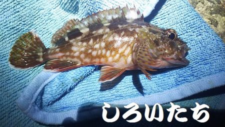 アジ釣りに行く。