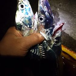 爆釣!タチウオ。