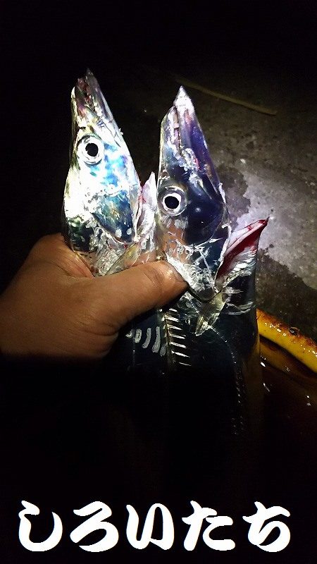 爆釣!タチウオ。