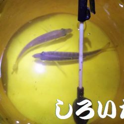 復活したようです。