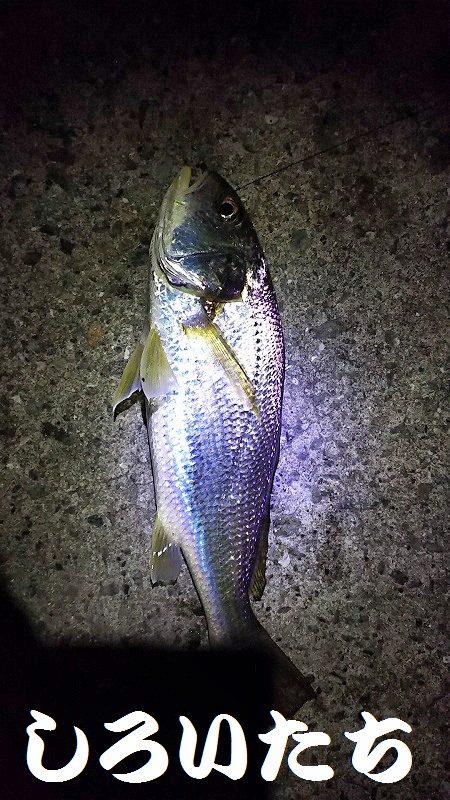 タチウオ釣り。いいサイズが釣れました。