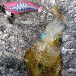 波止でタチウオ、エソ、地磯でアオリイカ
