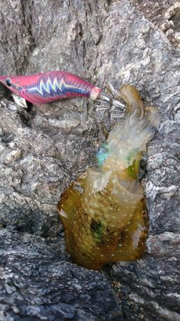 波止でタチウオ、エソ、地磯でアオリイカ