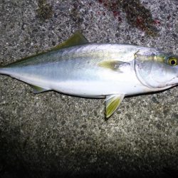 サワラ、タチウオ、ハマチ、アジ