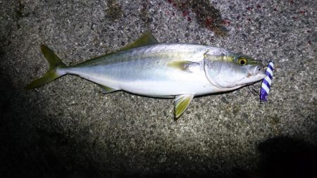 サワラ、タチウオ、ハマチ、アジ