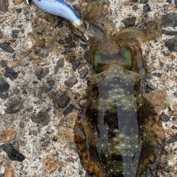 絶好調のデイエギング