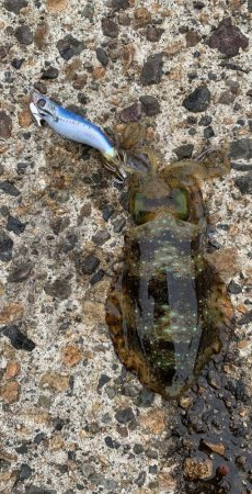 絶好調のデイエギング