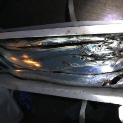 太刀魚爆釣！！