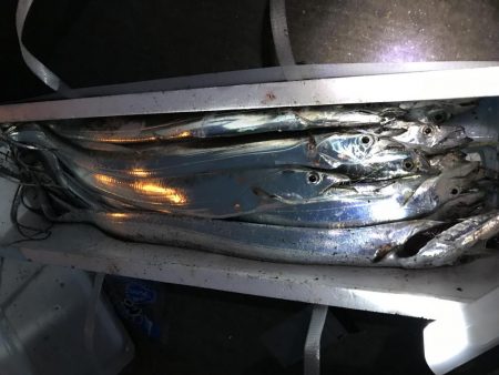 太刀魚爆釣！！