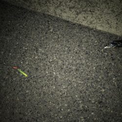 今シーズンの初サゴシ！