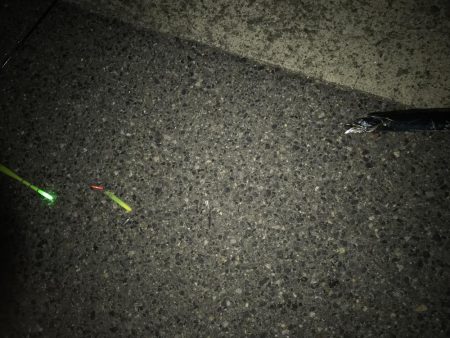 今シーズンの初サゴシ！