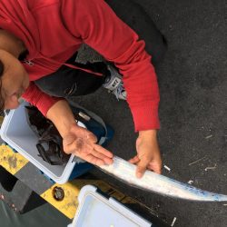 太刀魚 中サバ アジング