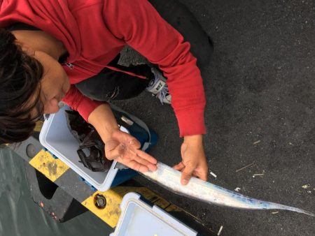 太刀魚 中サバ アジング