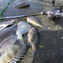 秋の堤防フカセ釣行