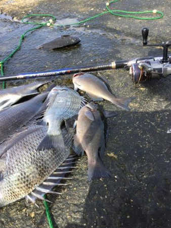 秋の堤防フカセ釣行