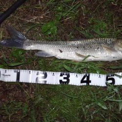 リバーシーバス