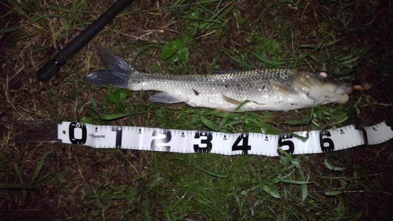 リバーシーバス