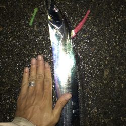 10月29日太刀魚、久しぶりの、２ケタ