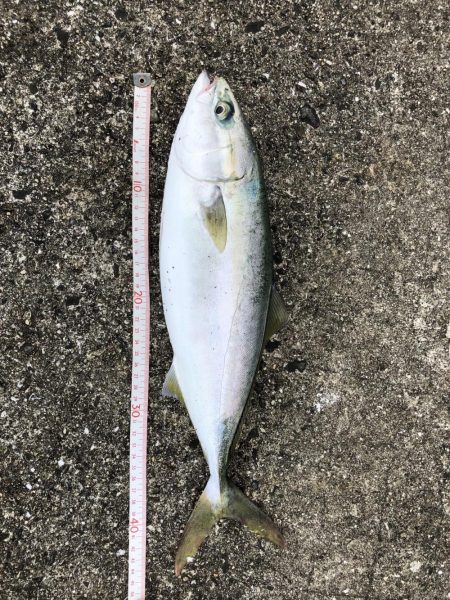 小潮なのに活性高っ!!