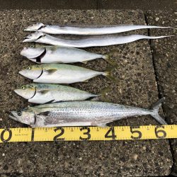 サワラ&ハマチ高活性！！