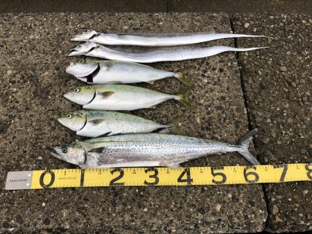 サワラ&ハマチ高活性！！