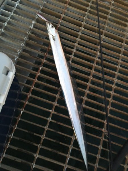 岸和田トップでチニング！　ジクでタチウオ！…