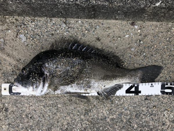 イチノ兄弟、釣果!