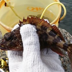 goodサイズのガシラ！