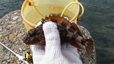 goodサイズのガシラ！