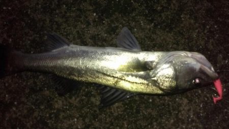 雨上がりも雨濁り