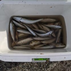 サビキでアジ大量。ジグをロスト…。