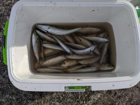 サビキでアジ大量。ジグをロスト…。