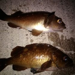 テキサスリグでクロソイ狙い